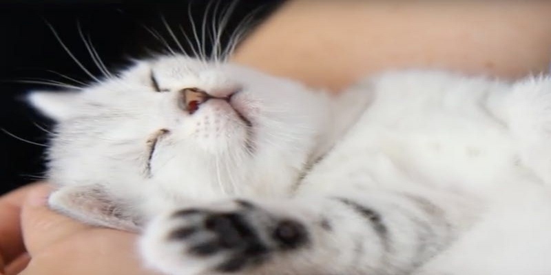 Gợi ý số đề may mắn khi nằm mơ thấy mèo